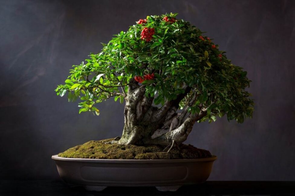 drzewko bonsai jak przycinać