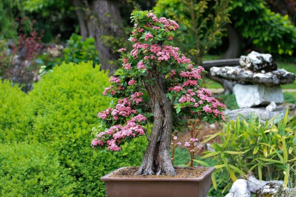 jak hodować bonsai