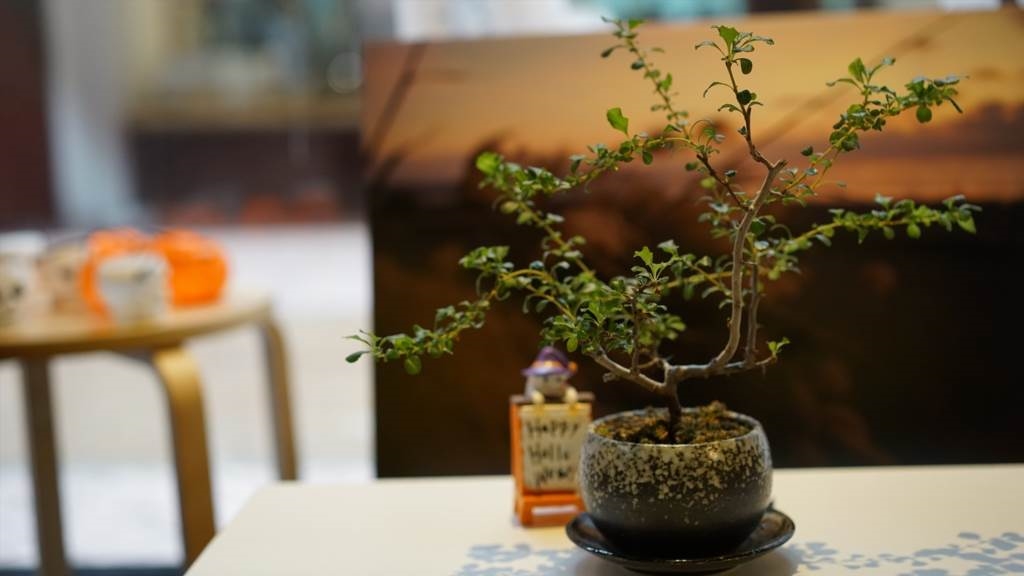 jak przyciąć drzewko bonsai