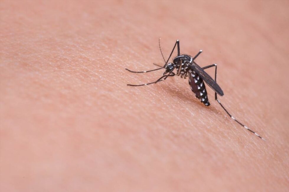 jak zrobić preparat na komary