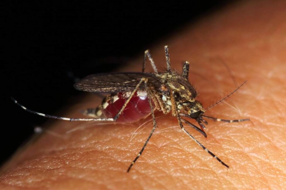 jak zrobić środek na komary